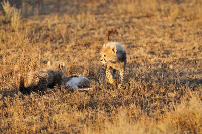 Cheetah cubs, Serengeti, Tanzania