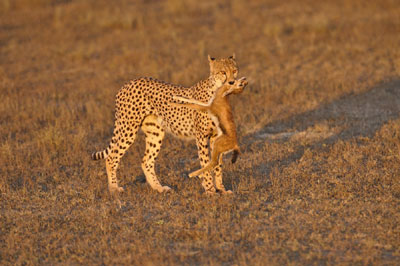 Cheetah mother with food for cubs, Serengeti, Tanzania