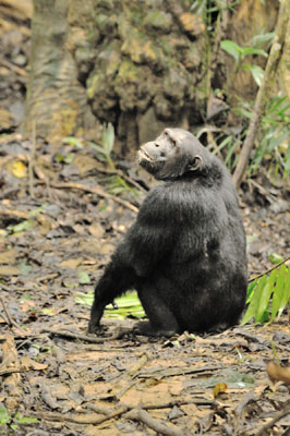 Chimpanzee, Mahale Mountain, Tanzania