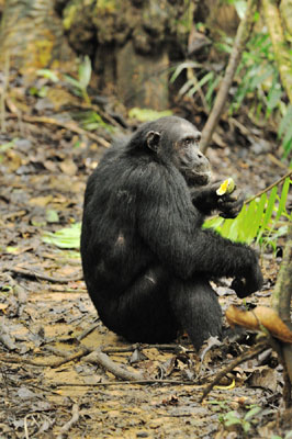 Chimpanzee, Mahale Mountain, Tanzania