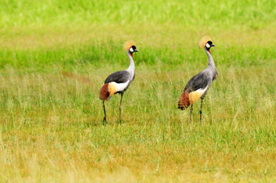 Crowned Crane, Katavi National Park, Tanzania