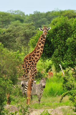 Giraffe and zebra, Katavi National Park, Tanzania