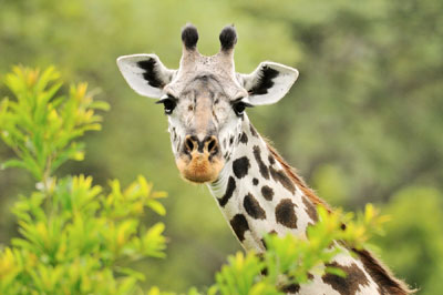 Giraffe eating 2, Katavi National Park, Tanzania