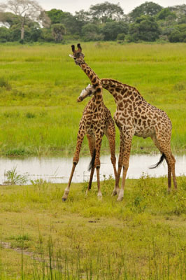 Giraffes necking 3, Katavi National Park, Tanzania