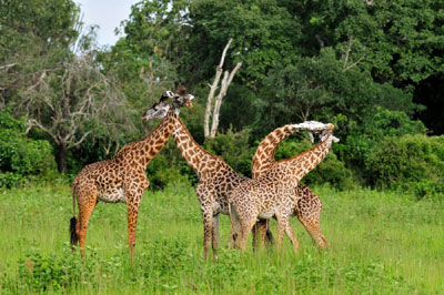 Giraffes necking, Katavi National Park, Tanzania