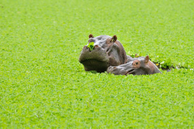 Hippos in lily pond 1, Katavi National Park, Tanzania