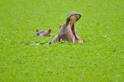 Hippos in lily pond 2, Katavi National Park, Tanzania