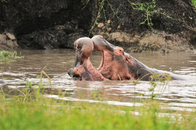 Hippos open-mouth jousting, Katavi National Park, Tanzania