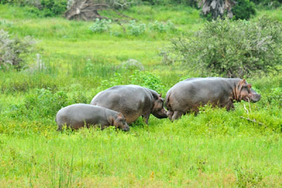 Hippos on land, Katavi National Park, Tanzania