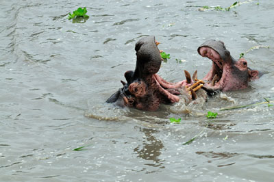 Hippos jousting 2, Katavi National Park, Tanzania