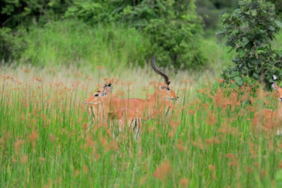 Impala in Grass, Katavi National Park, Tanzania