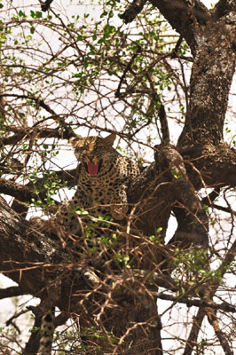 Leopard in tree 1, Serengeti, Tanzania