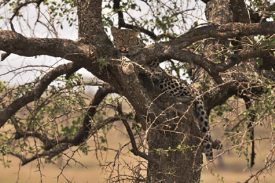 Leopard in tree 2, Serengeti, Tanzania