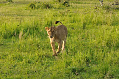 Lion, Katavi National Park, Tanzania