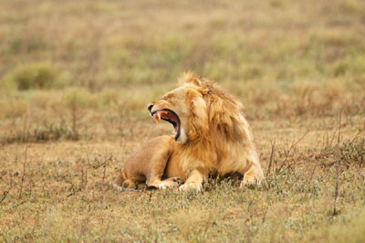 Lion male, Serengeti, Tanzania