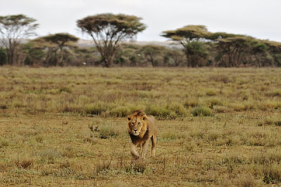 Lion walking, Serengeti, Tanzania