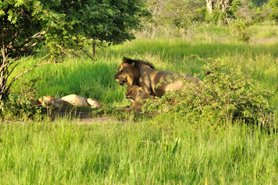 Lions 1, Katavi National Park, Tanzania