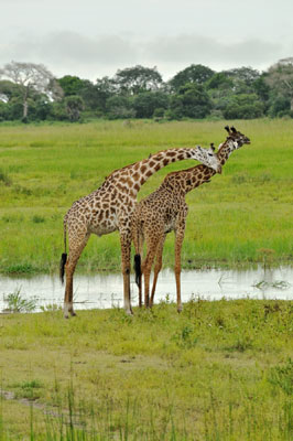 Male giraffes necking, Katavi National Park, Tanzania