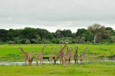 Male herd of giraffes, Katavi National Park, Tanzania