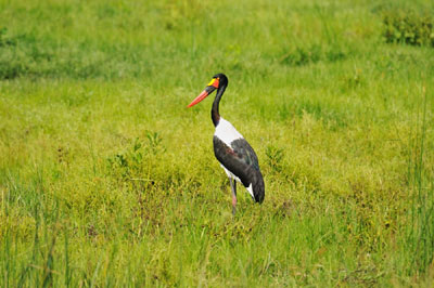 Saddlebill stork, Katavi National Park, Tanzania