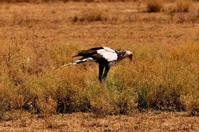 Secretary bird, Serengeti, Tanzania