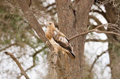 Immature Tawny Eagle, Ndutu, Serengeti, Tanzania