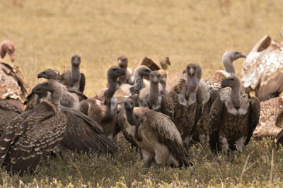 Vultures, Serengeti, Tanzania