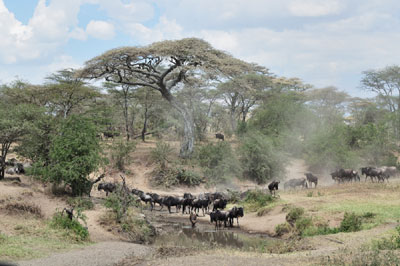 Wildebeest, great migration, Serengeti, Tanzania