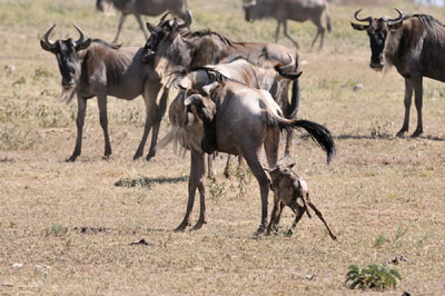 Wildebeest newborn, Serengeti, Tanzania