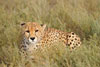 Cheetah looking, Serengeti, Tanzania