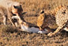 Cheetah mother and cub eating, Serengeti, Tanzania