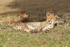 Cheetahs, Serengeti, Tanzania