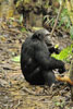 Chimpanzee, Mahale Mountain, Tanzania