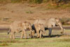 Elephant family, Serengeti, Tanzania