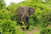 Elephant mock charge, Katavi National Park, Tanzania
