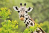 Giraffe eating 2, Katavi National Park, Tanzania