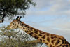 Giraffe eating, Katavi National Park, Tanzania