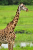 Giraffe with tick birds, Katavi National Park, Tanzania