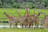 Giraffes male herd, Katavi National Park, Tanzania