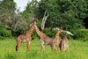 Giraffes necking 2, Katavi National Park, Tanzania