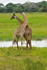 Giraffes necking 2, Katavi National Park, Tanzania