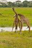 Giraffes necking 3, Katavi National Park, Tanzania
