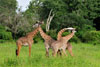 Giraffes necking, Katavi National Park, Tanzania