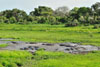 Hippopotamus mud bathing, Katavi National Park, Tanzania