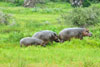 Hippos on land, Katavi National Park, Tanzania