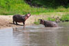 Hippos preparing to joust, Katavi National Park, Tanzania