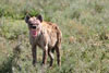 Hyena, Serengeti, Tanzania