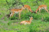 Impala, Katavi National Park, Tanzania