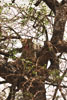 Leopard in tree 1, Serengeti, Tanzania