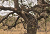 Leopard in tree 2, Serengeti, Tanzania